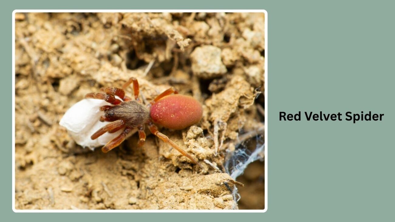 Red Velvet Spider