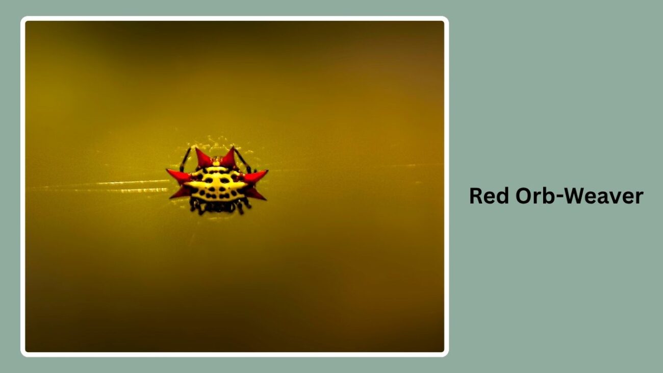 Red Orb-Weaver