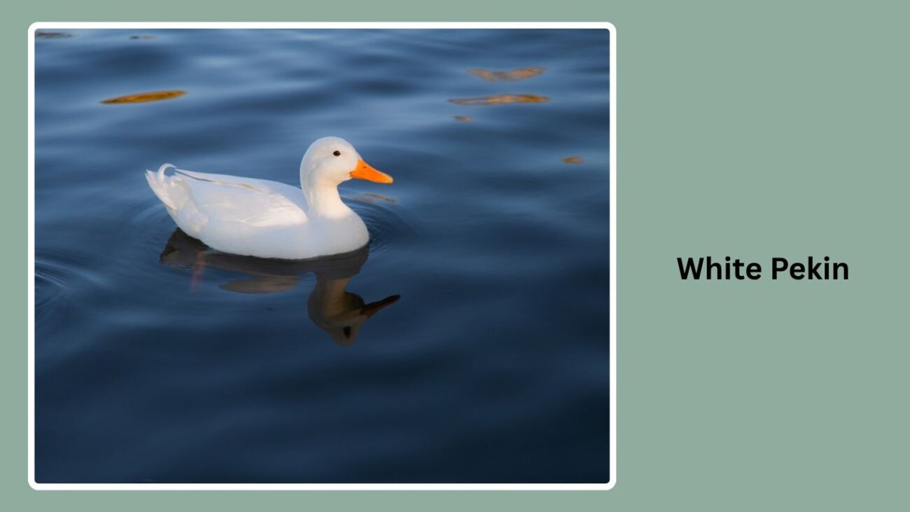 White Pekin