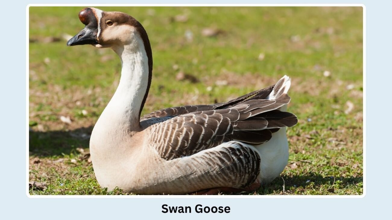 Swan Goose