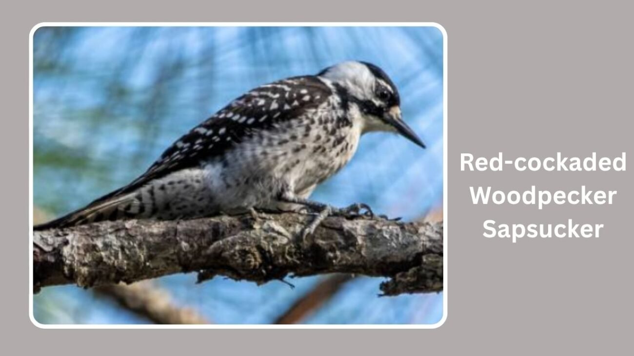 Red-cockaded Woodpecker