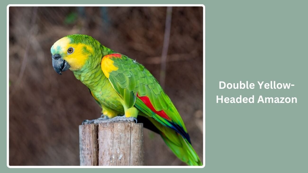 Double Yellow-Headed Amazon