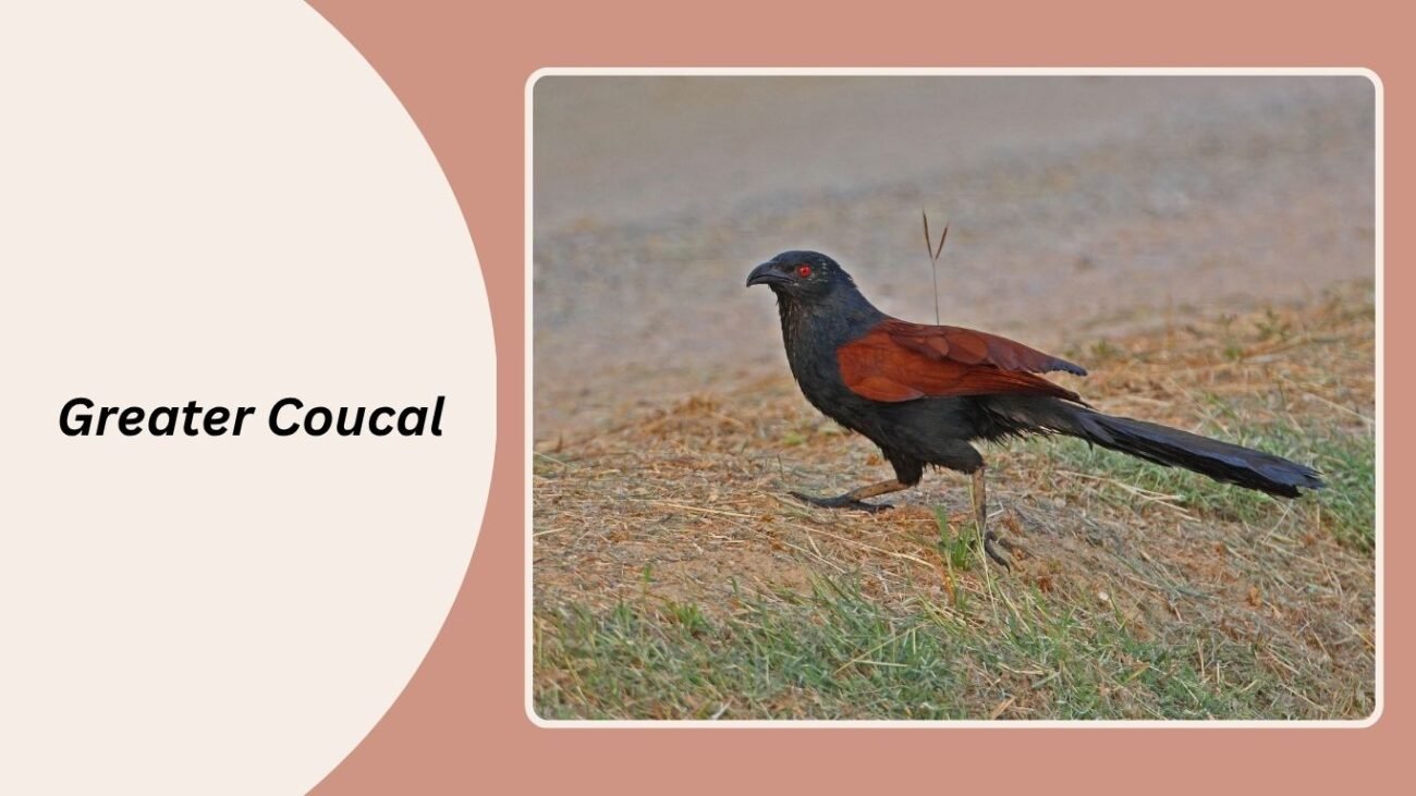 Greater Coucal