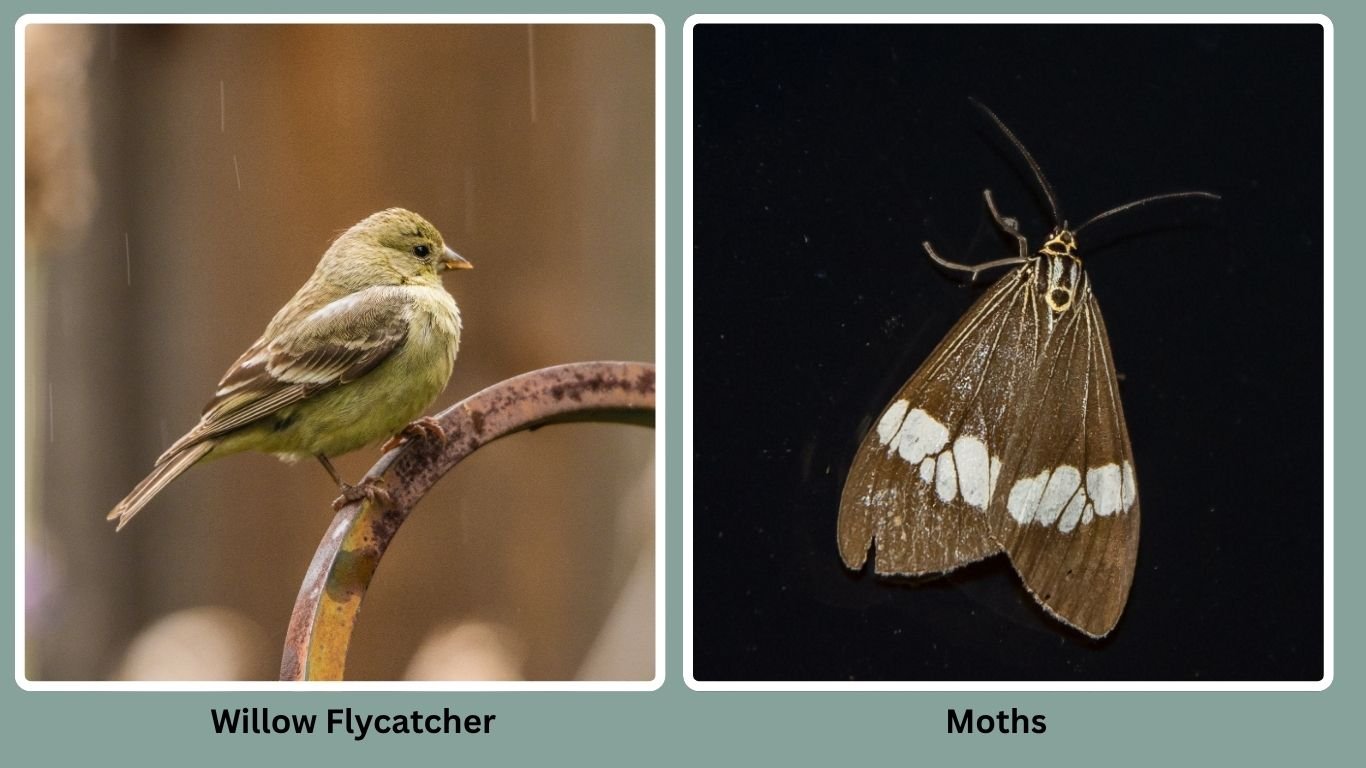 30 Birds That Eat Insects Only: Diet with name