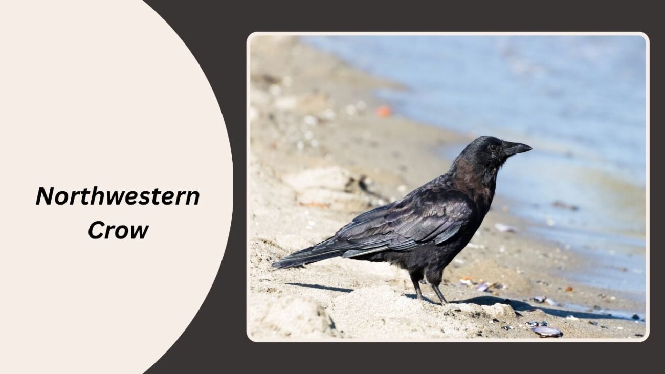 Northwestern Crow