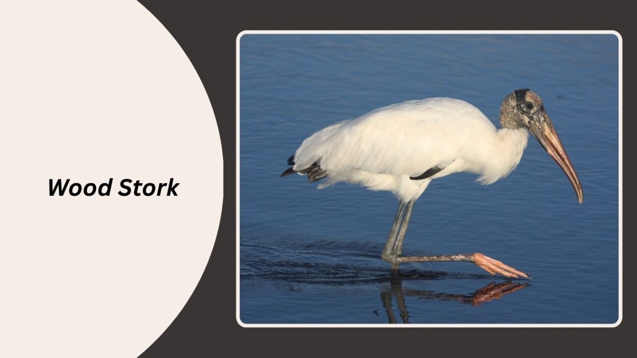 Wood Stork