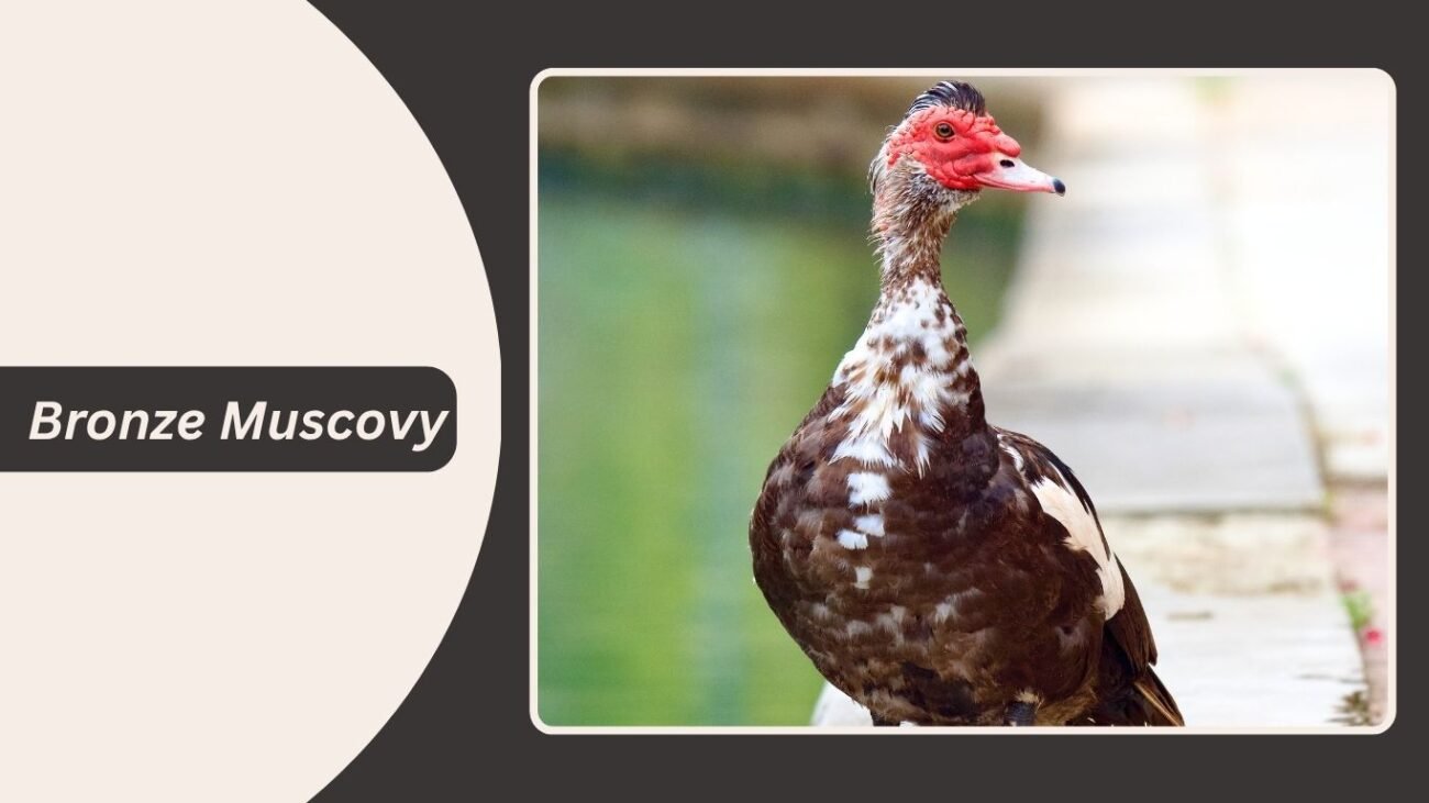 Bronze Muscovy Duck