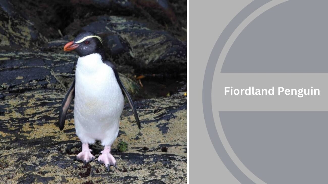 Fiordland Penguin