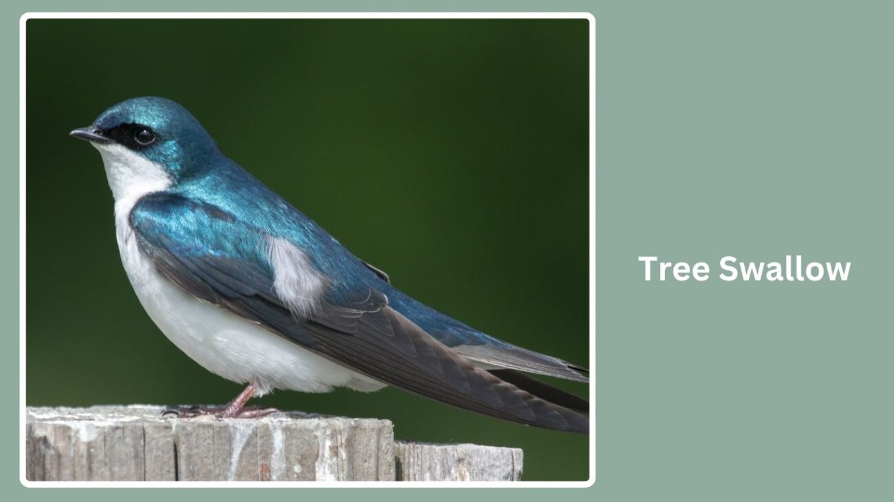 Tree Swallow