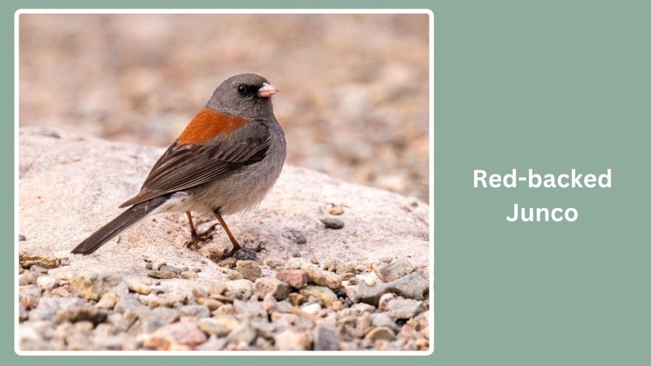Red-backed Junco
