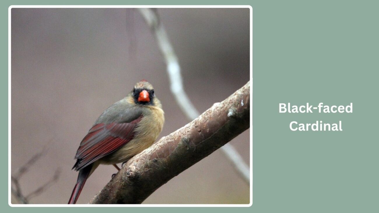 Black-faced Cardinal