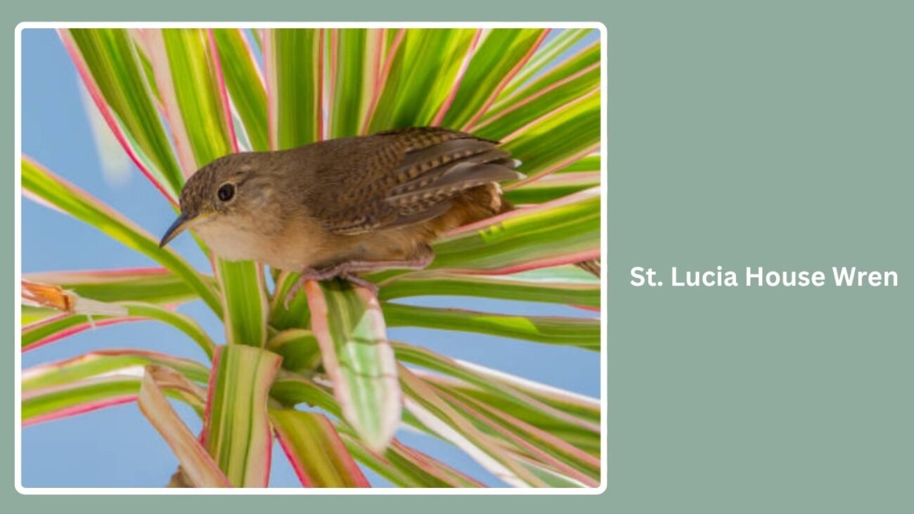 St. Lucia House Wren