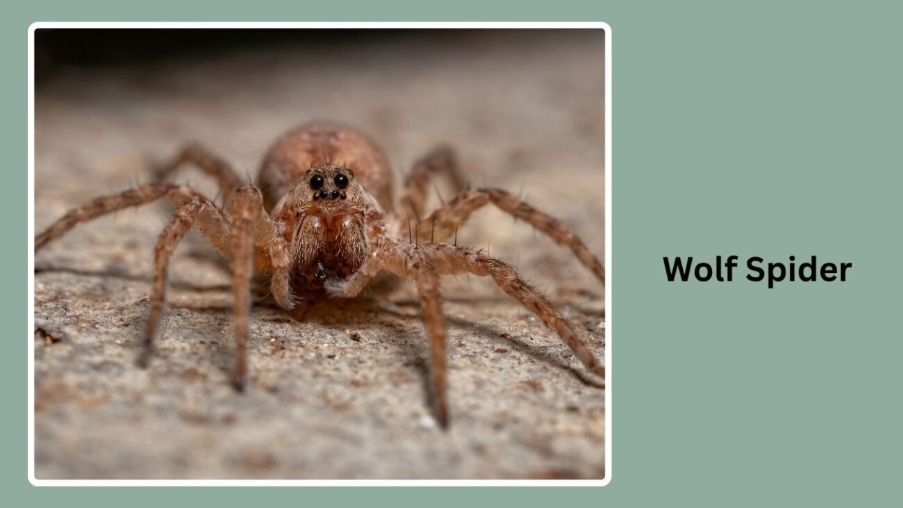 Wolf Spider