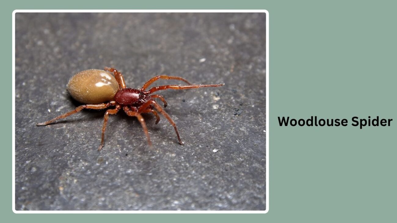 Woodlouse Spider