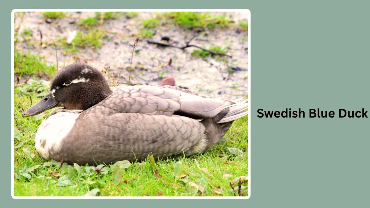 Swedish Blue Duck