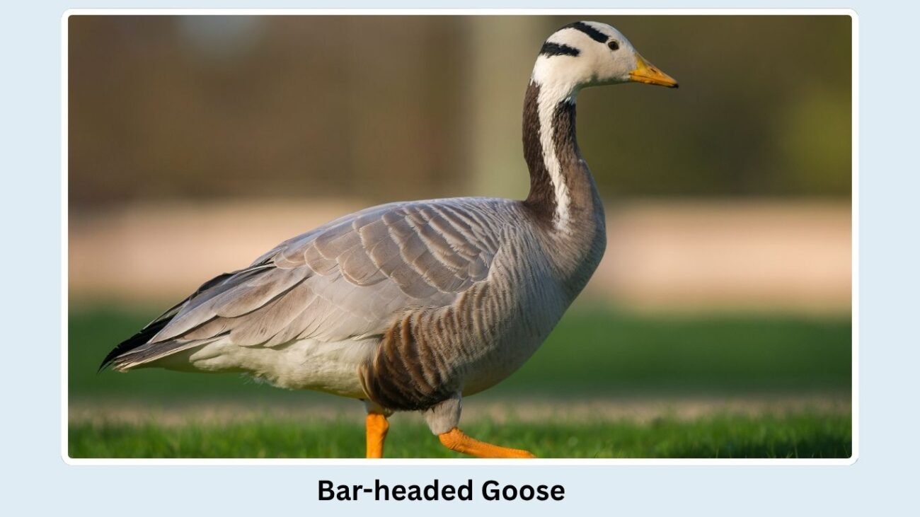 Bar-headed Goose