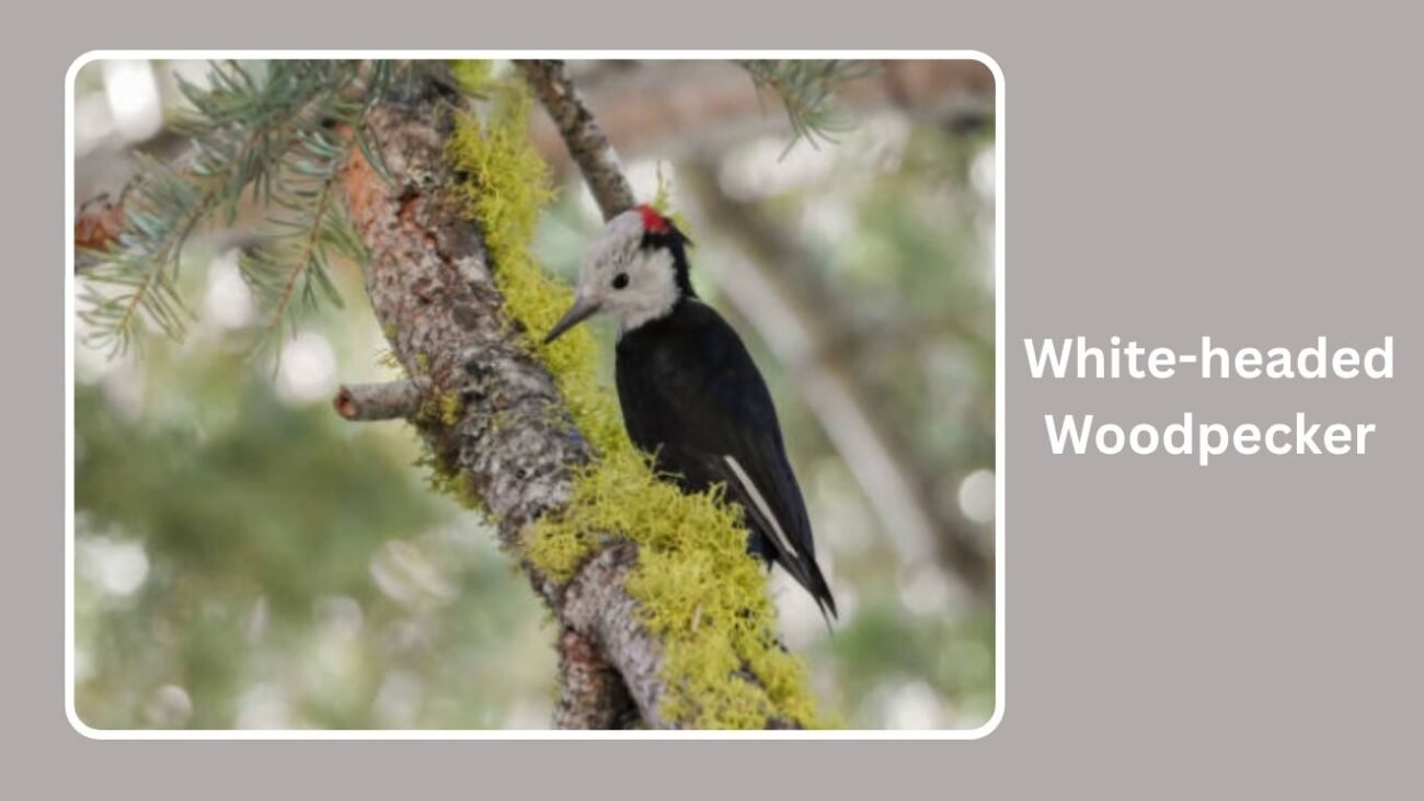 White-headed Woodpecker