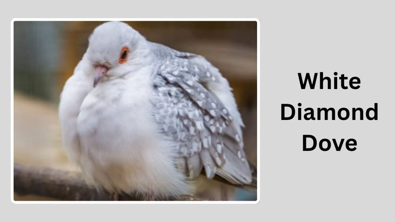 White Diamond Dove