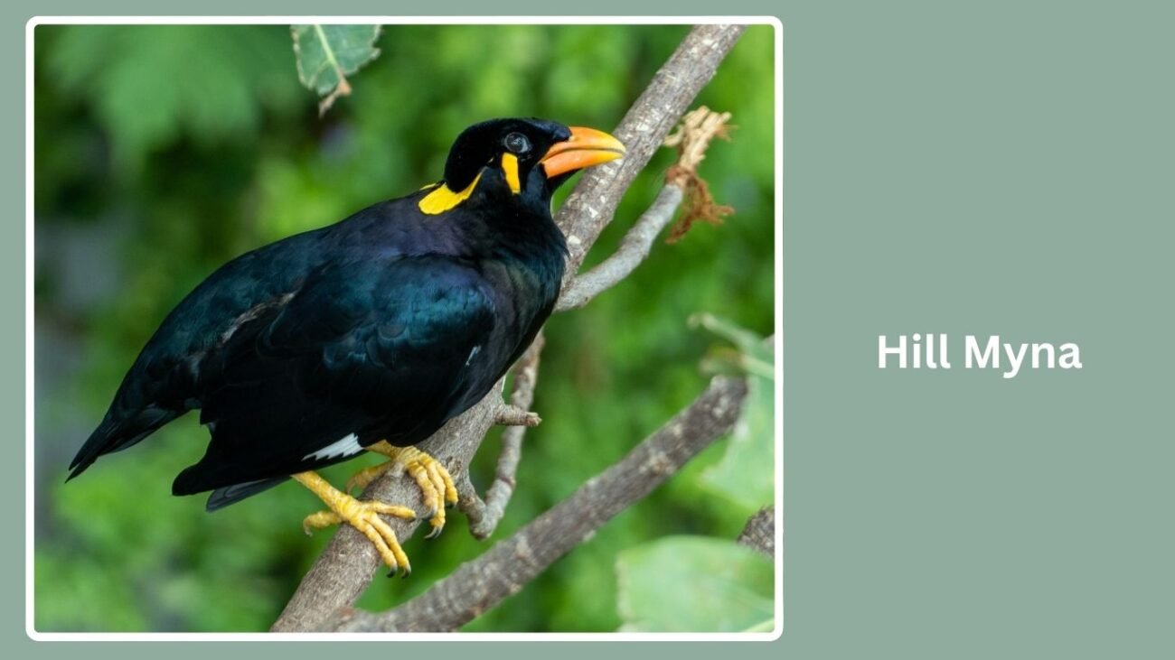 Hill Myna
