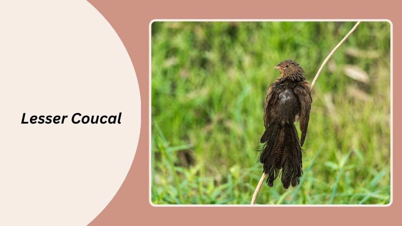 Lesser Coucal