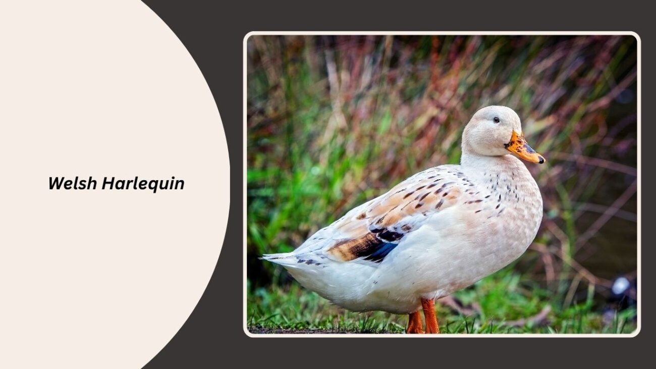 Welsh Harlequin