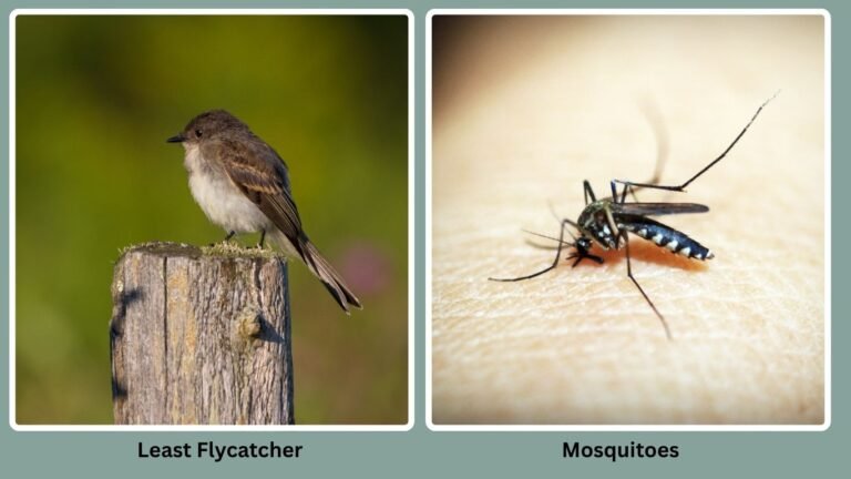 Migrating Insect Eating Bird 30 Birds That Eat Insects Only: Diet with name
