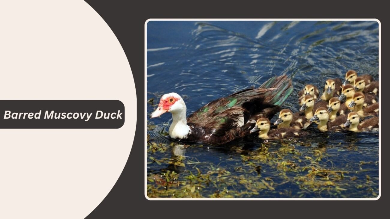 Barred Muscovy Duck