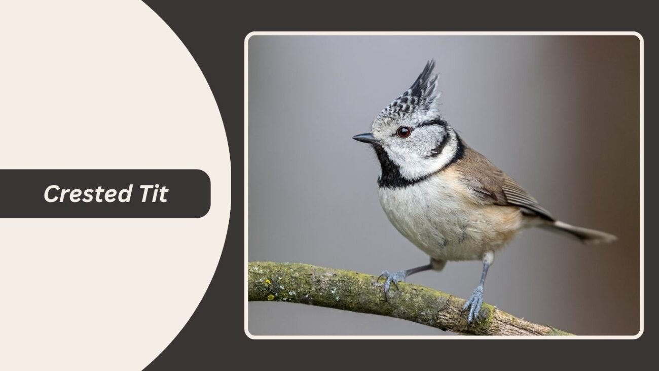 Crested Tit