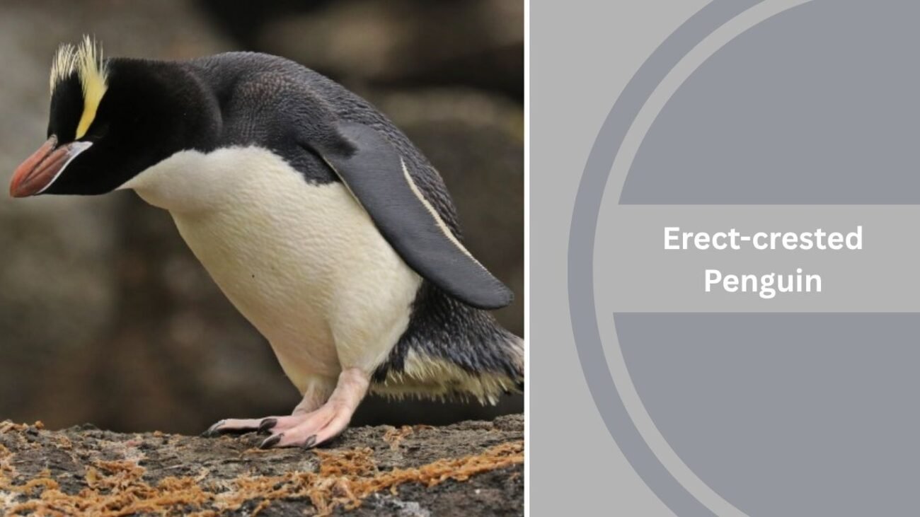 Erect-crested Penguin