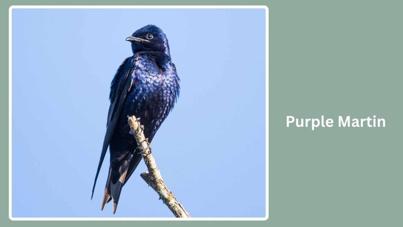 Purple Martin