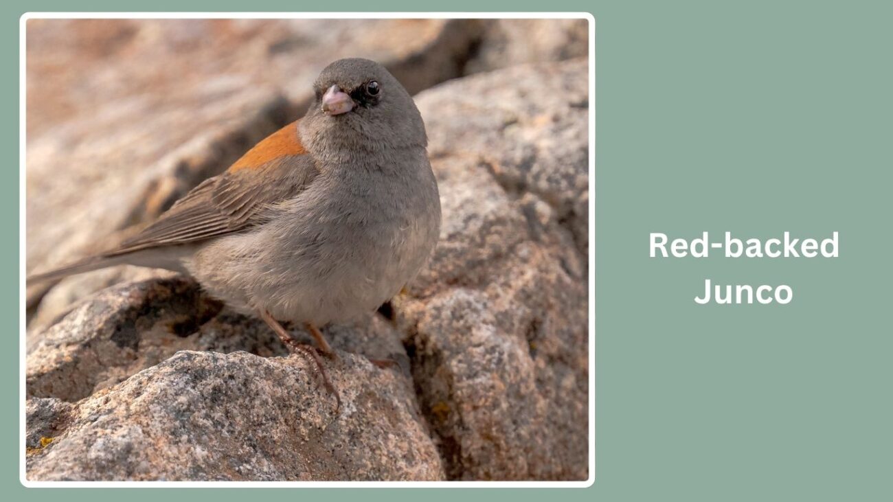 Red-backed Junco