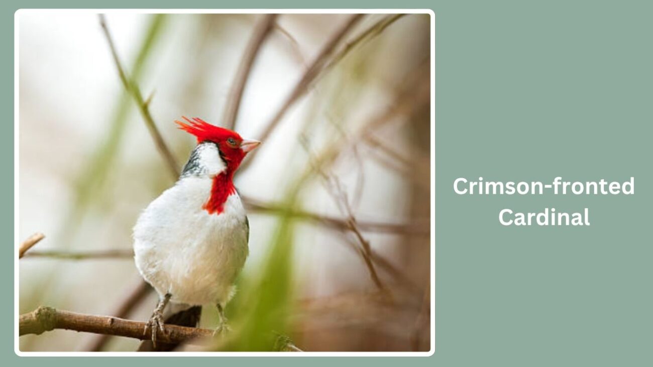 Crimson-fronted Cardinal