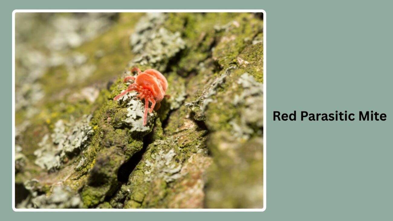 Red Parasitic Mite