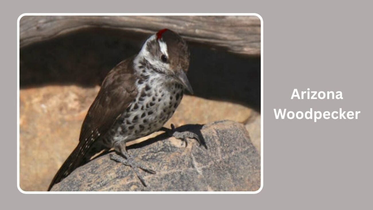 Arizona Woodpecker