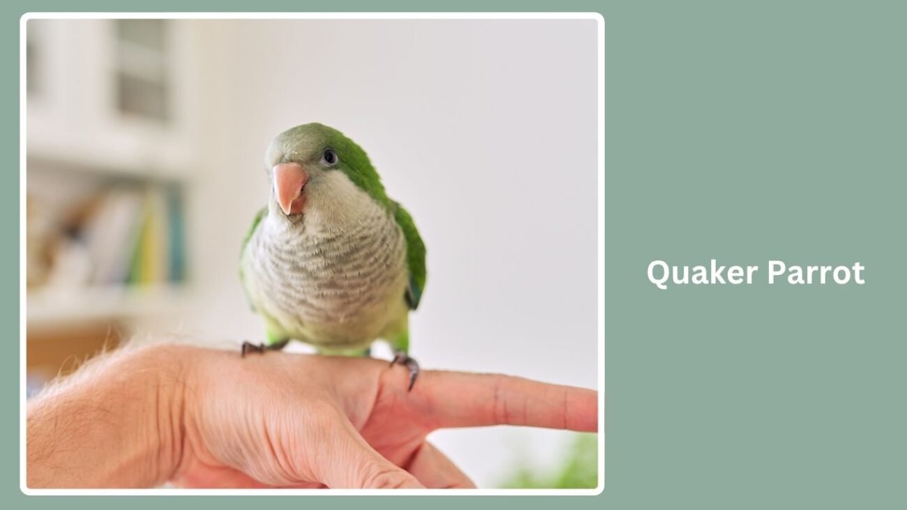 Quaker Parrot