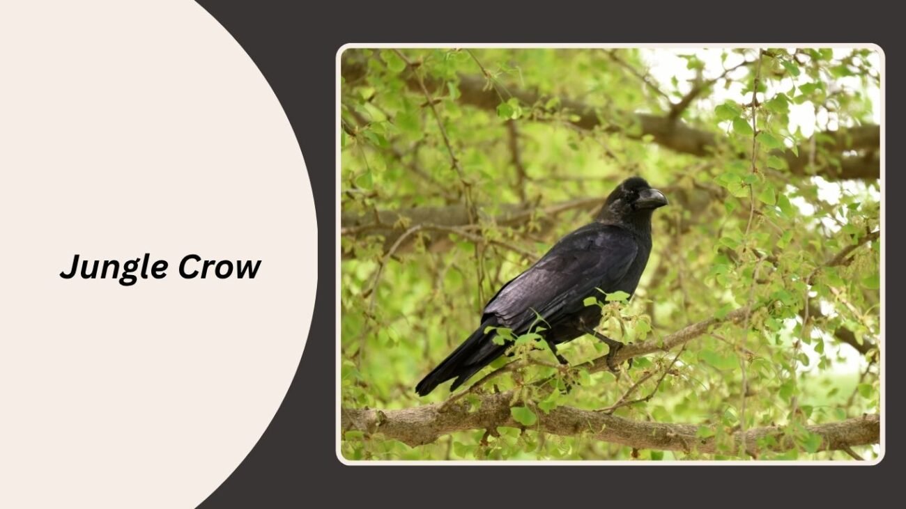 Jungle Crow