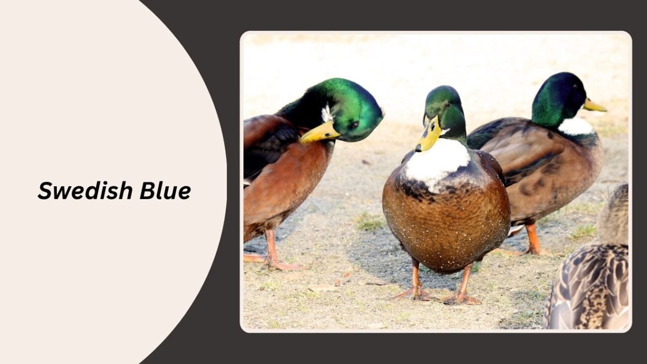 Swedish Blue
