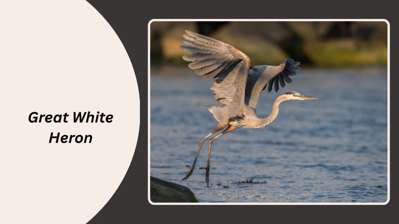 Great White Heron