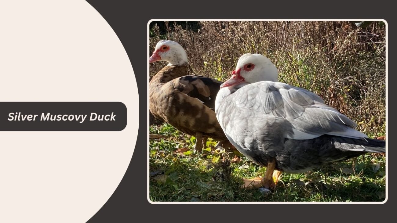 Silver Muscovy Duck