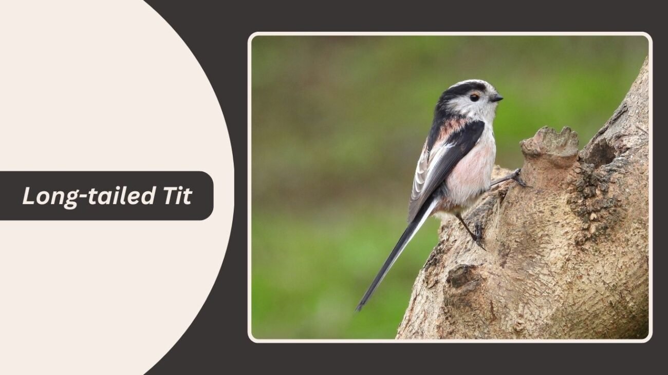 Long-tailed Tit