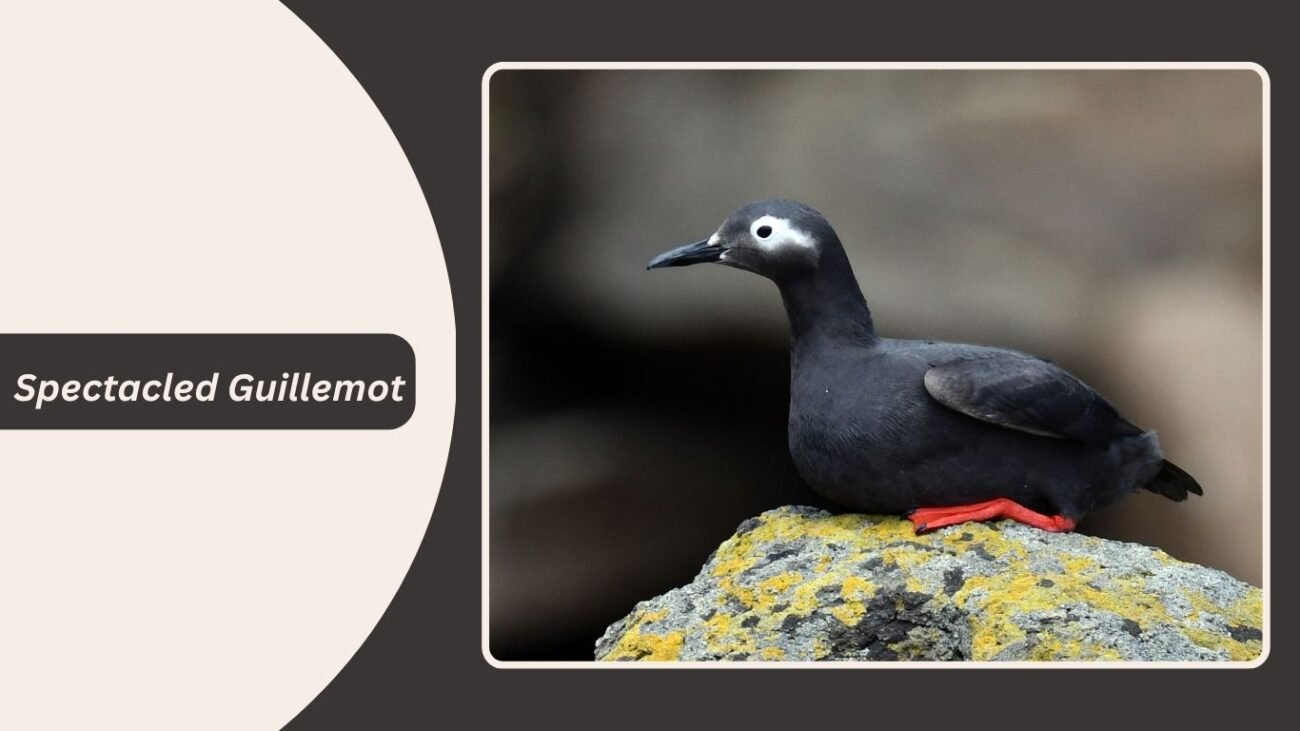 Spectacled Guillemot