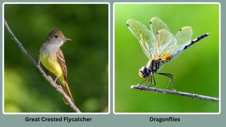 Little Bird Insects 30 Birds That Eat Insects Only: Diet with name