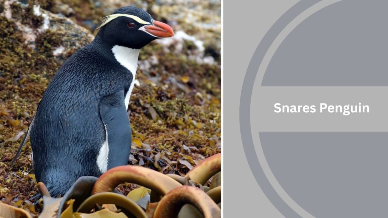 Snares Penguin