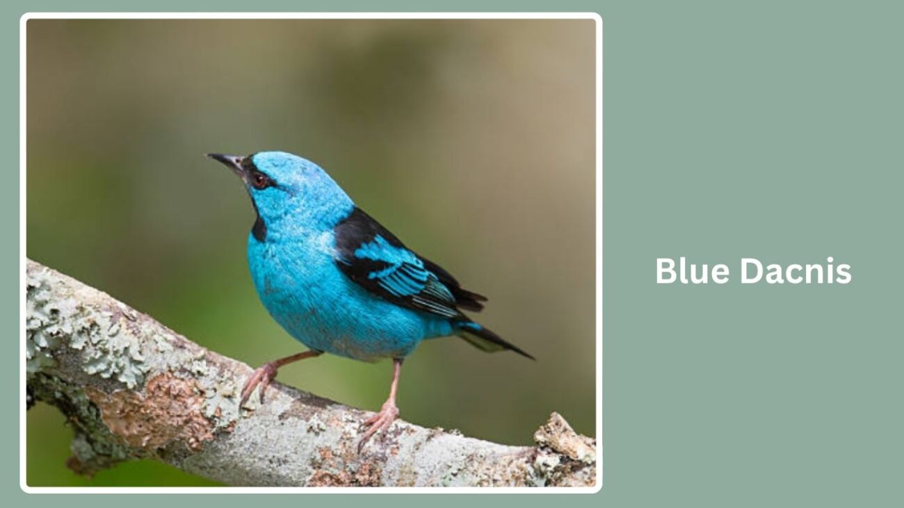 Blue Dacnis
