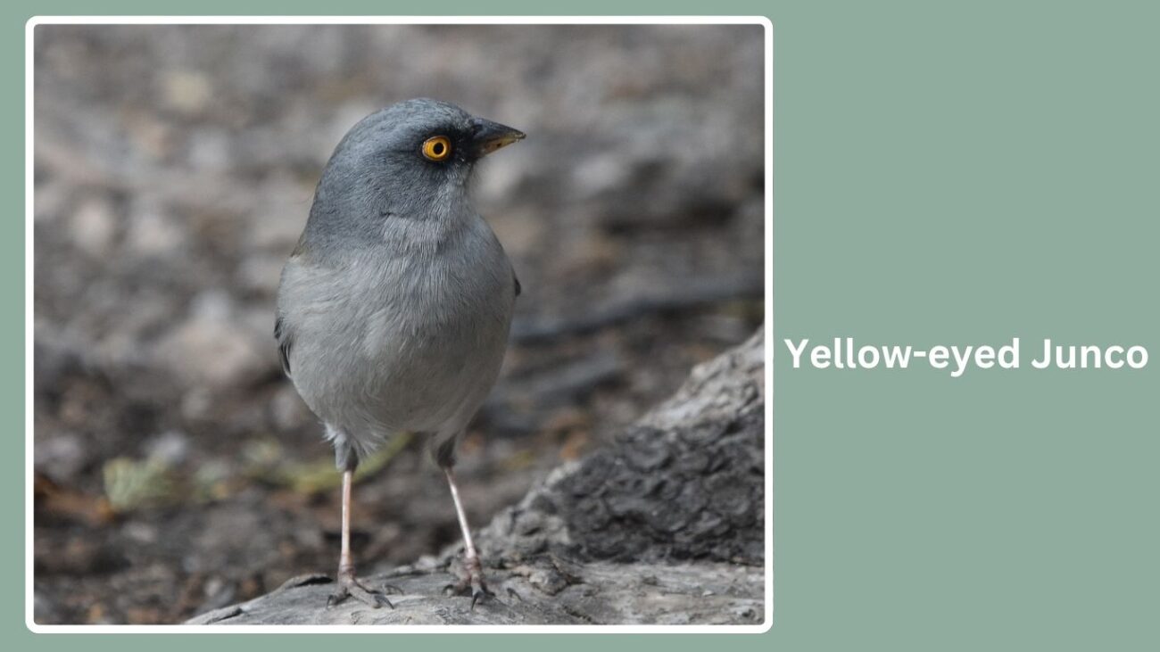 Yellow-eyed Junco