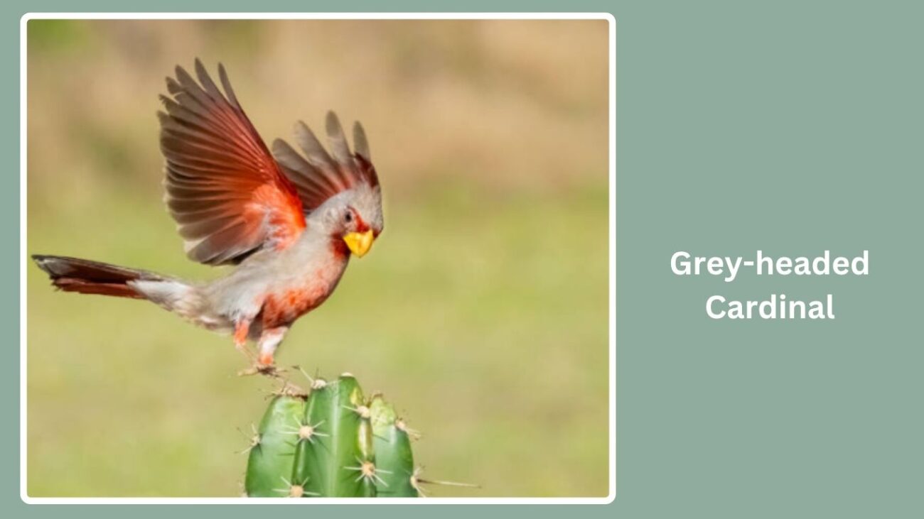 Grey-headed Cardinal