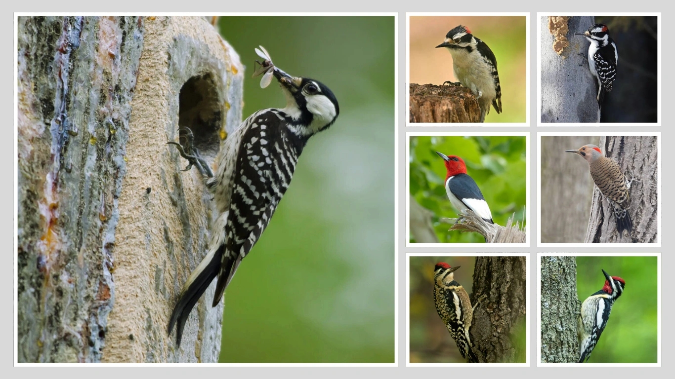 9 Common Woodpeckers of North Carolina Range, Habitat & More