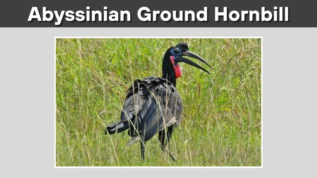 Abyssinian Ground Hornbill