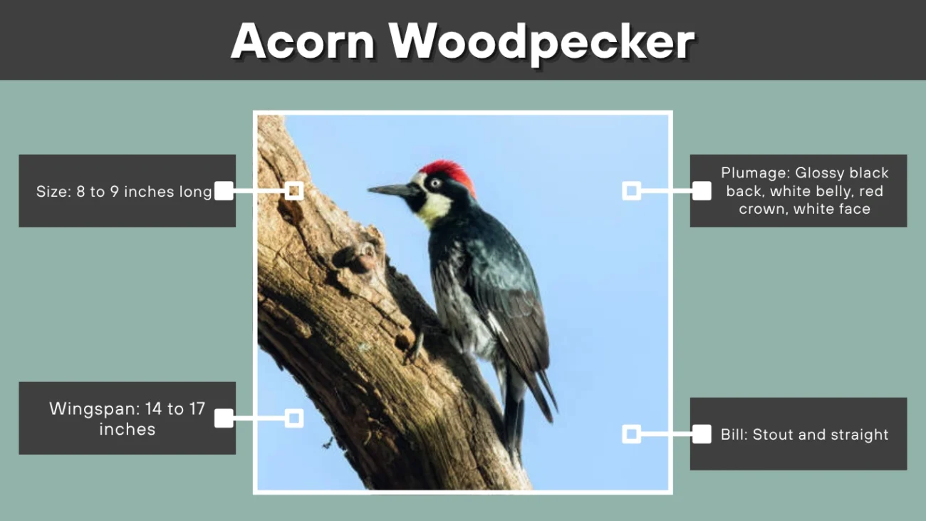 Acorn Woodpecker