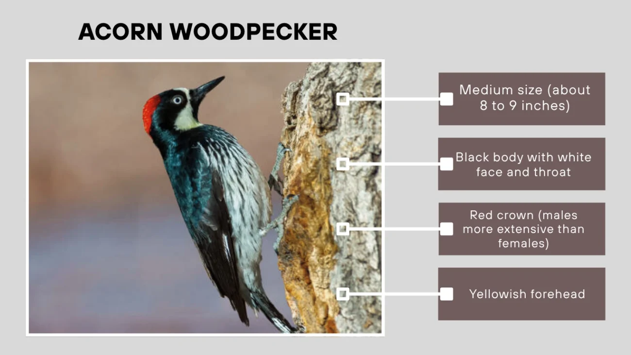 Acorn Woodpecker